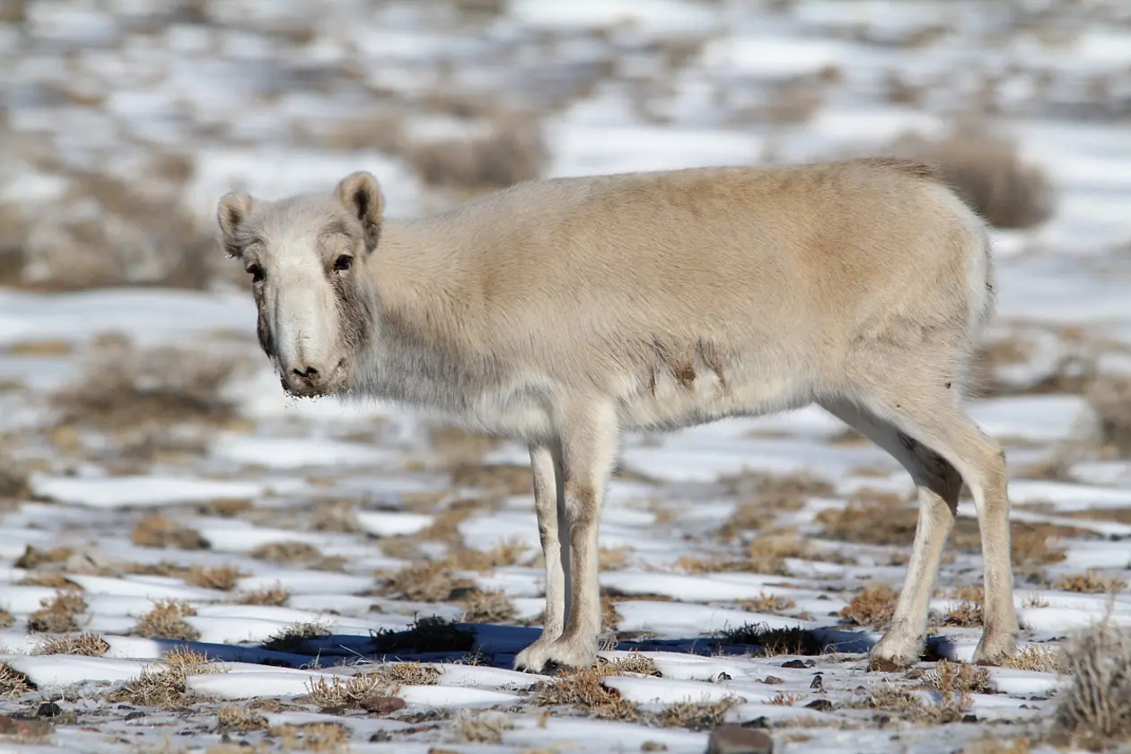 Saigas waren in der Eiszeit noch weit verbreitet, heute sind sie nur noch in Zentralasien und Russland zu finden. © Bayarbaatar Buuveibaatar