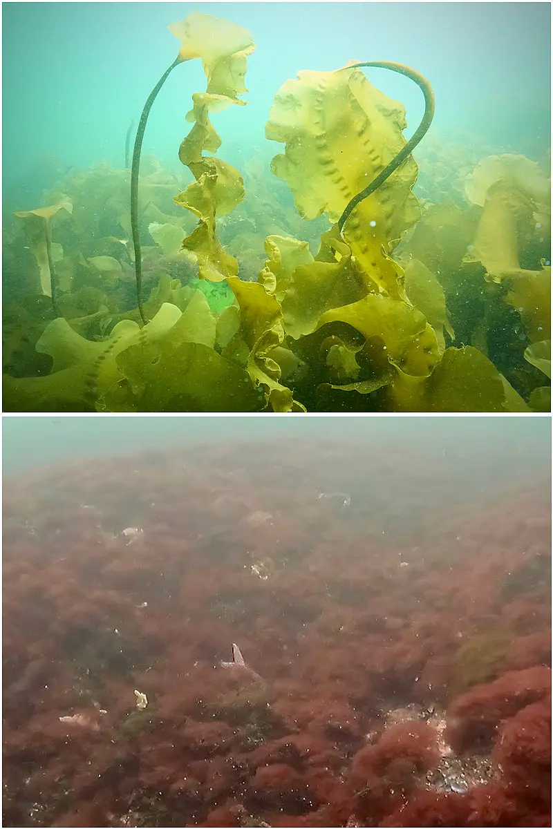 The dive images show the habitat differences between a kelp-dominated reef (top) and a turf algae-dominated reef (bottom) after the kelp forests have collapsed. 