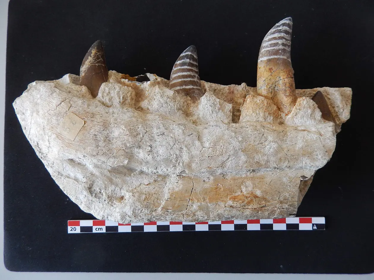 Fragment of Tarbosaurus lower jaw with teeth sampled (white stripes on tooth enamel).