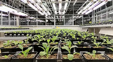 View of numerous plants in the greenhouse 
