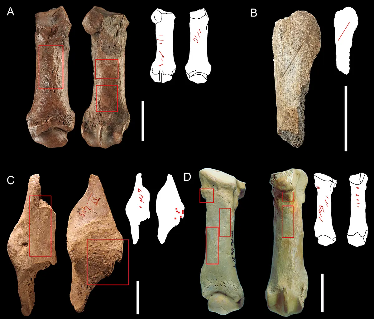 Vier Beispiele von durch Menschen verursachte Schnittspuren an Bärenresten aus Schöningen (A), Einhornhöhle (B), Schafstall II (C), Hohle Fels (D)