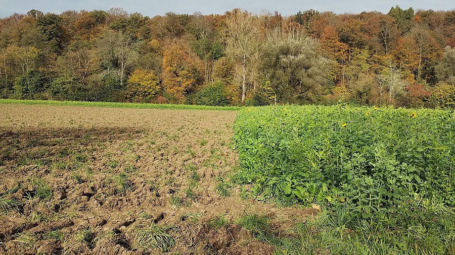 Picture of a field