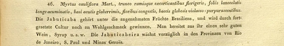 Die Abbildung zeigt einen Ausschnitt aus von Martius' "Reise in Brasilien" (1823), der die gedruckte Erstbeschreibung der Plinia cauliflora zeigt.