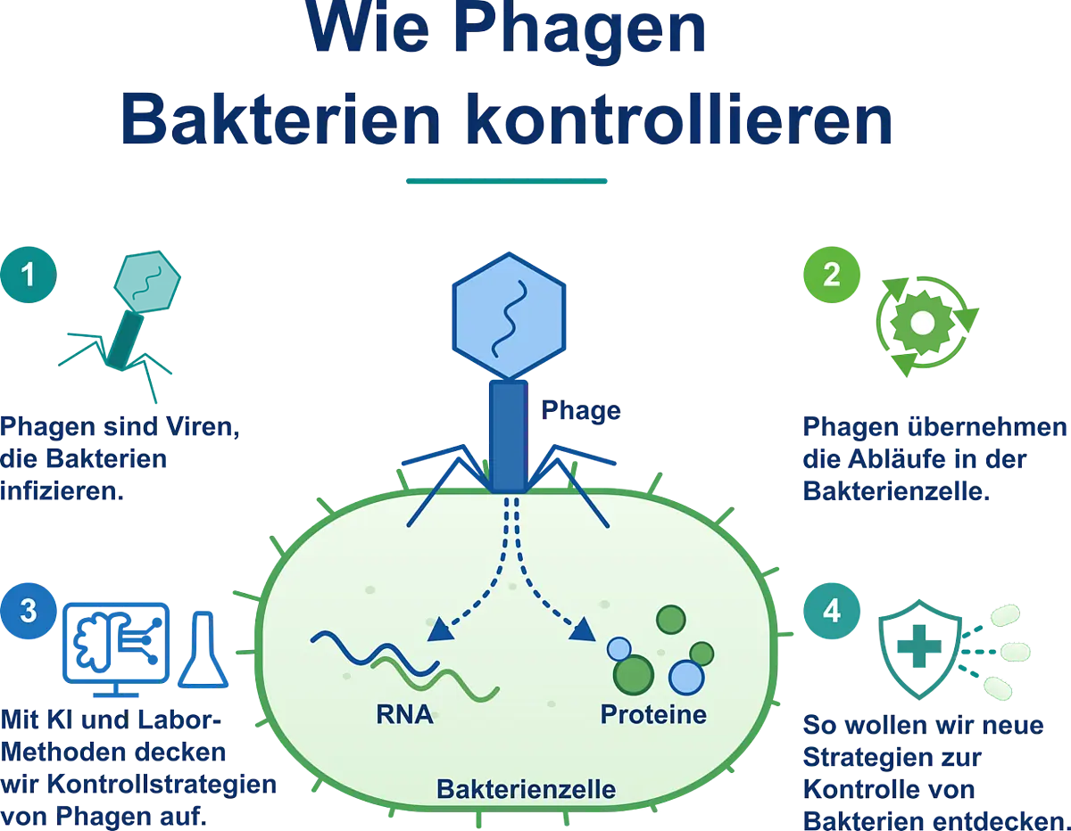 Erklärbild Bakteriophagen