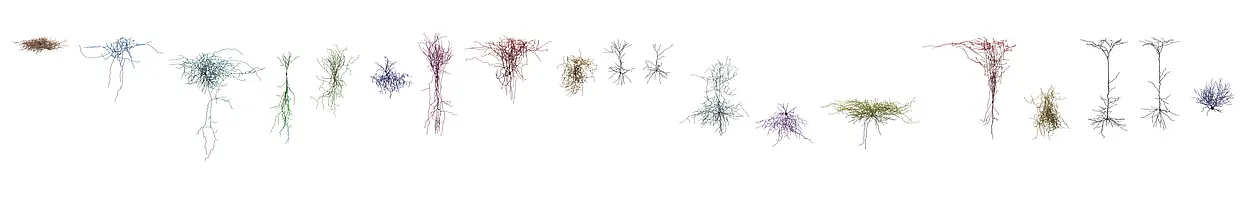 Die Zelltypen im Gehirn unterscheiden sich schon in der äußeren Gestalt sehr stark – noch mehr aber in ihrer Funktion. Bild: J. Jiang/A.Tolias, Baylor College, Houston