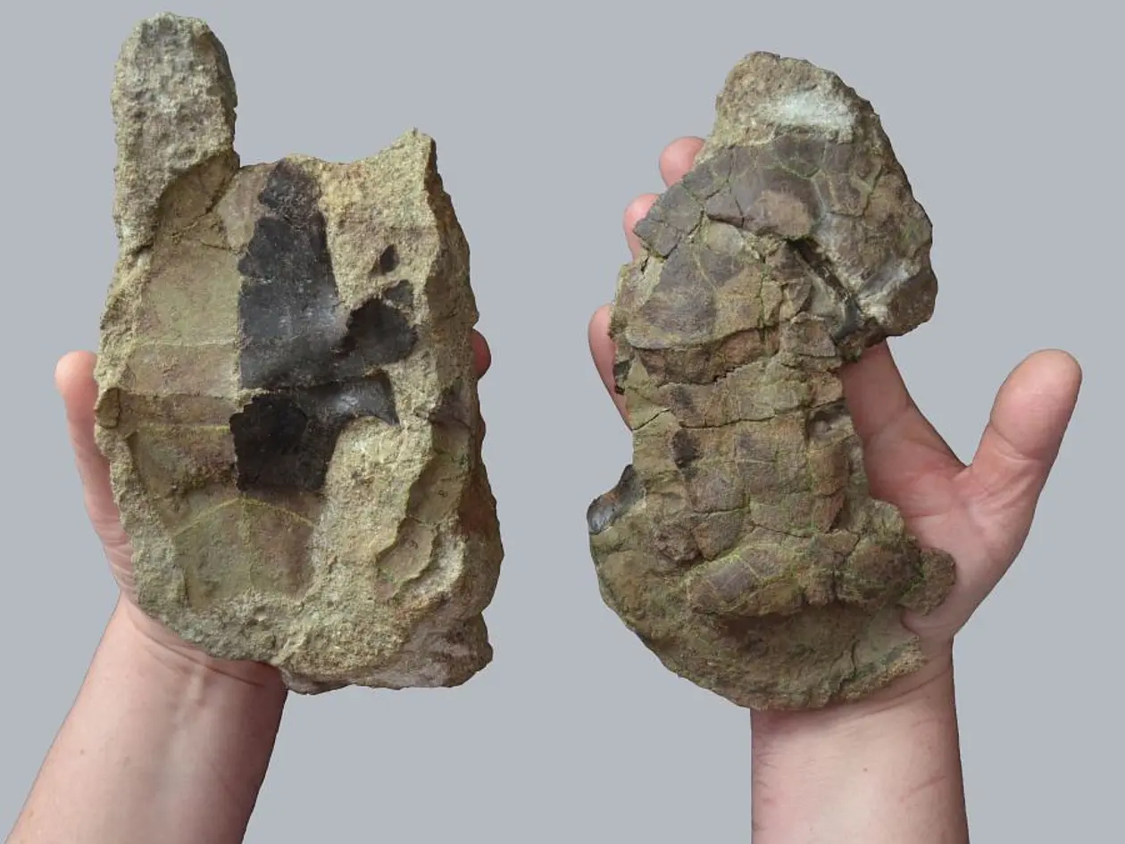 Zwei Hände, die jeweils eine Hälfte eines Schildkrötenfossils halten