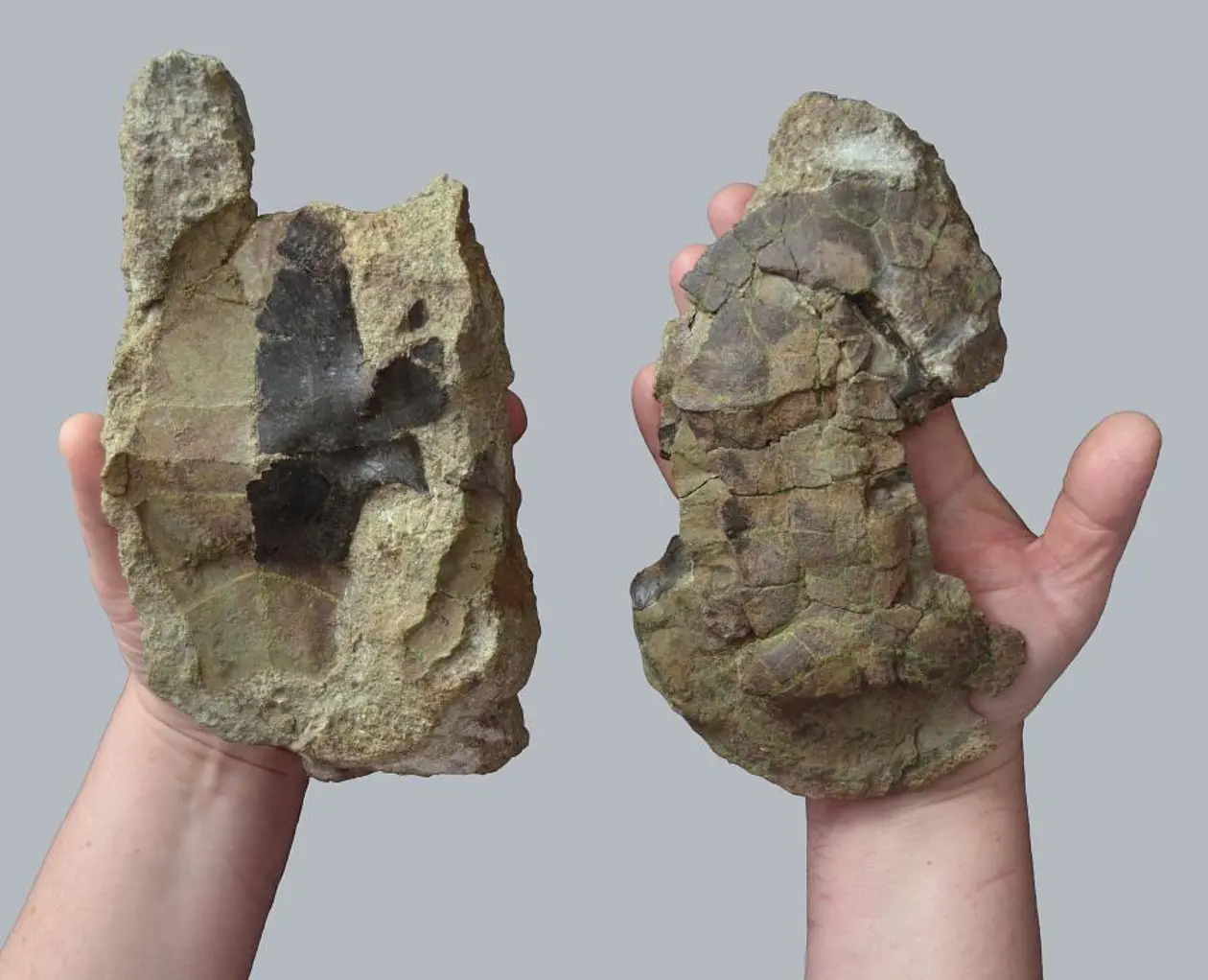 Two hands each holding half of a turtle fossil