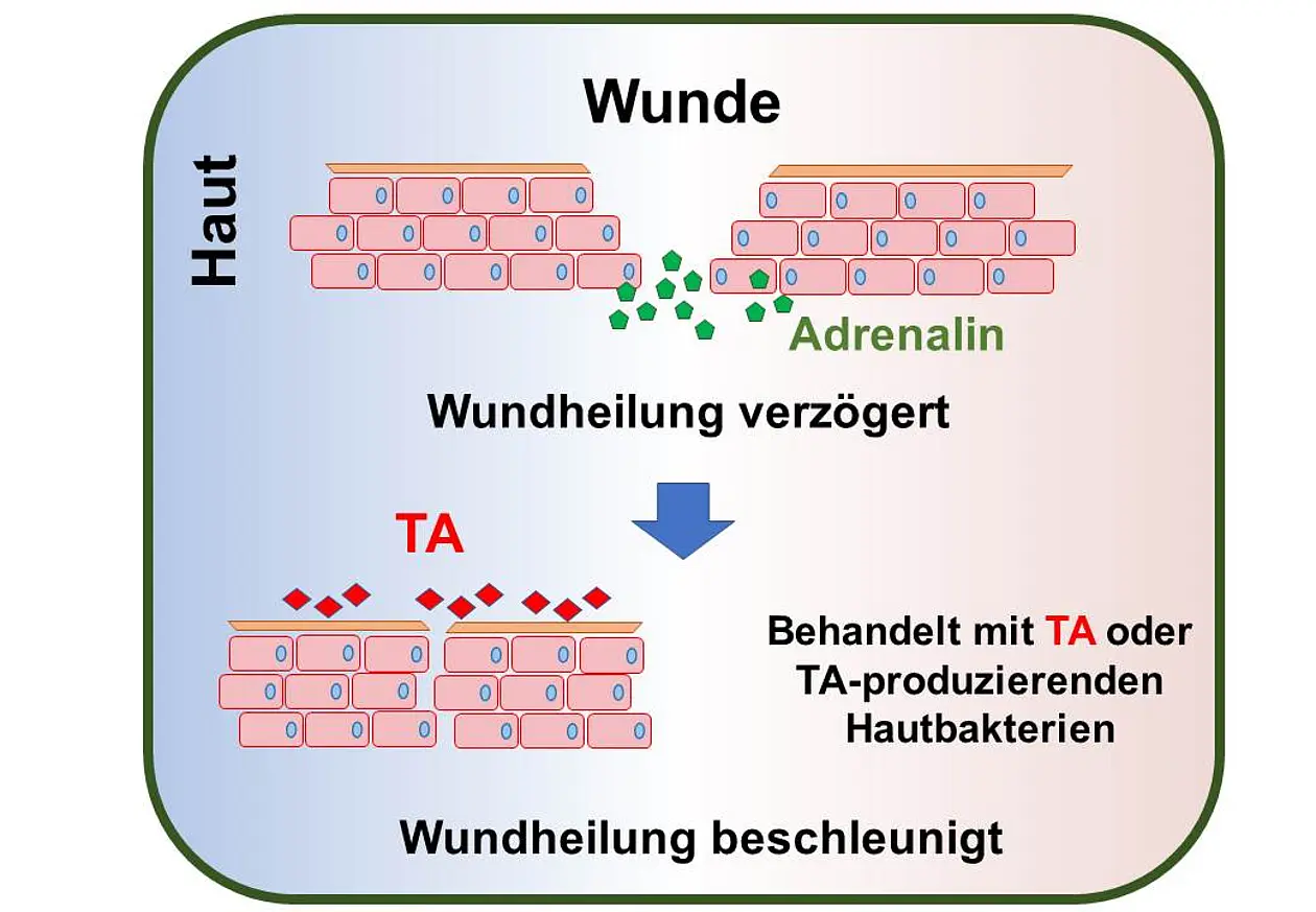 Die Abbildung zeigt eine vereinfachte Darstellung wie Spurenamine (englisch: trace amines, TA) - produzierende Hautbakterien die Wundheilung beschleunigen. Bei einer Verletzung der Haut produzieren Hautzellen Adrenalin, das durch Aktivierung des β2-adrenergen Rezeptors (β2-AR) zu einer Hemmung der Zellmotilität führt und dadurch die Wundheilung verzögert. TA wirken als Antagonisten von β2-AR und heben somit die Wirkung von Adrenalin auf. Behandlung von Wunden auf der Haut von Tieren mit entweder TA oder TA-produzierenden Hautbakterien führt so zu einer Beschleunigung der Wundheilung. 
