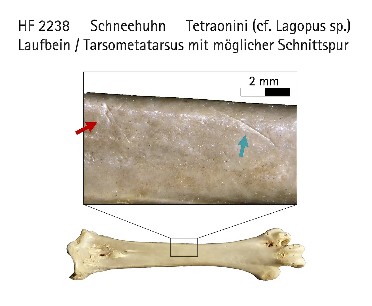 Hohle Fels Nr. 2238: Laufbeinknochen eines Schneehuhns mit Schnittspur