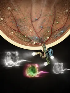 Colour within the retinal network