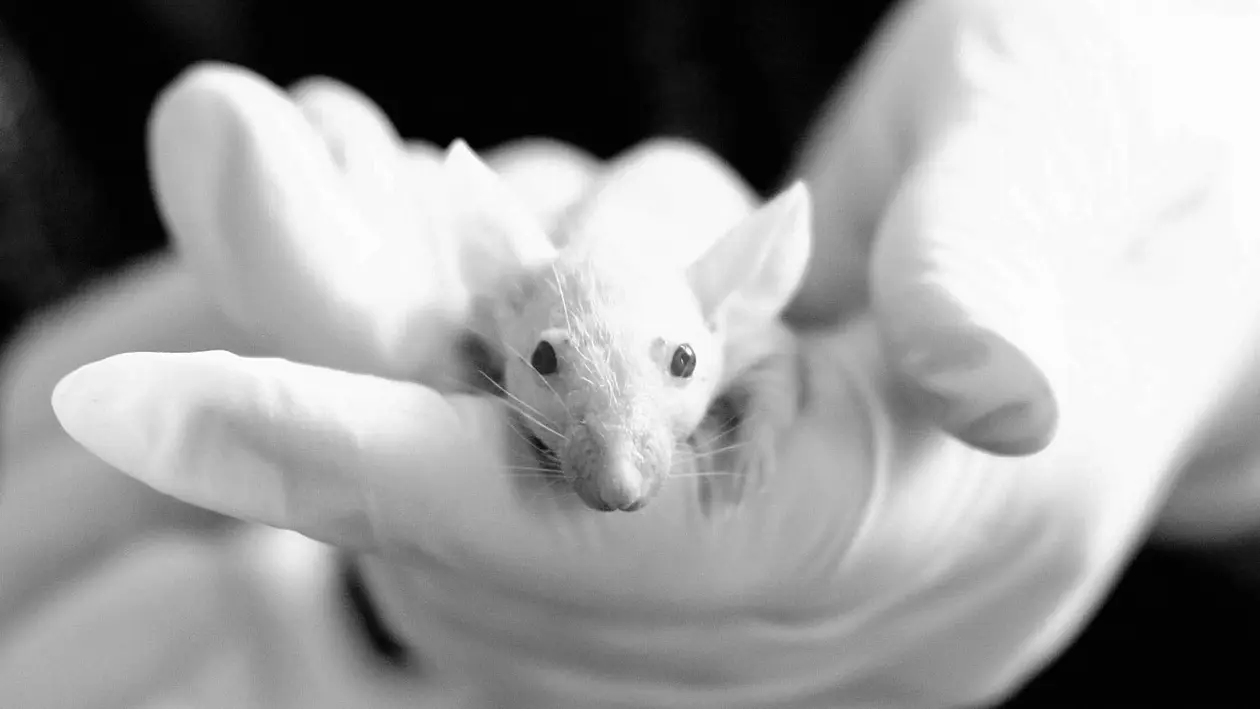 Mouse in hand