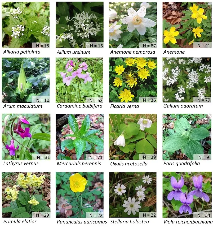 16 early-flowering forest understorey species