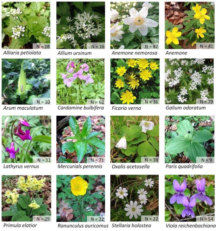 16 early-flowering forest understorey species