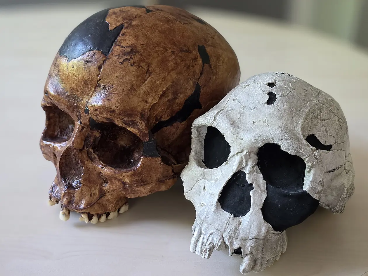 Replicas of a Homo habilis skull (right) and an early Homo sapiens skull (left).