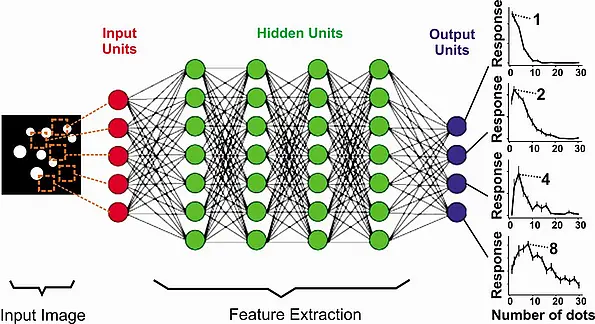 In this deep-learning neural network - trained only via the correct assignment of photos - artificial neurons formed spontaneously which were attuned to various preferred numbers (in this case: one, two, four and eight).