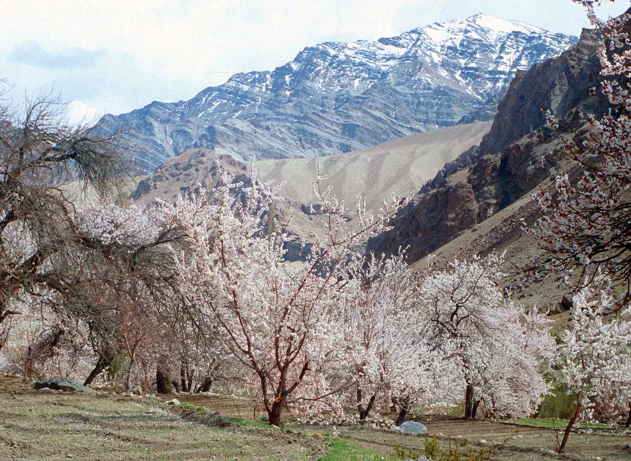 Apricot Bloom Achinathang 05