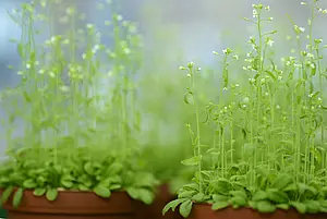 Arabidopsis-Pflanzen (Schaumkresse), im Gewächshaus am Zentrum für Molekularbiologie der Pflanzen (ZMBP), Universität Tübingen, Deutschland. Bild: Gunther Willinger/Universität Tübingen