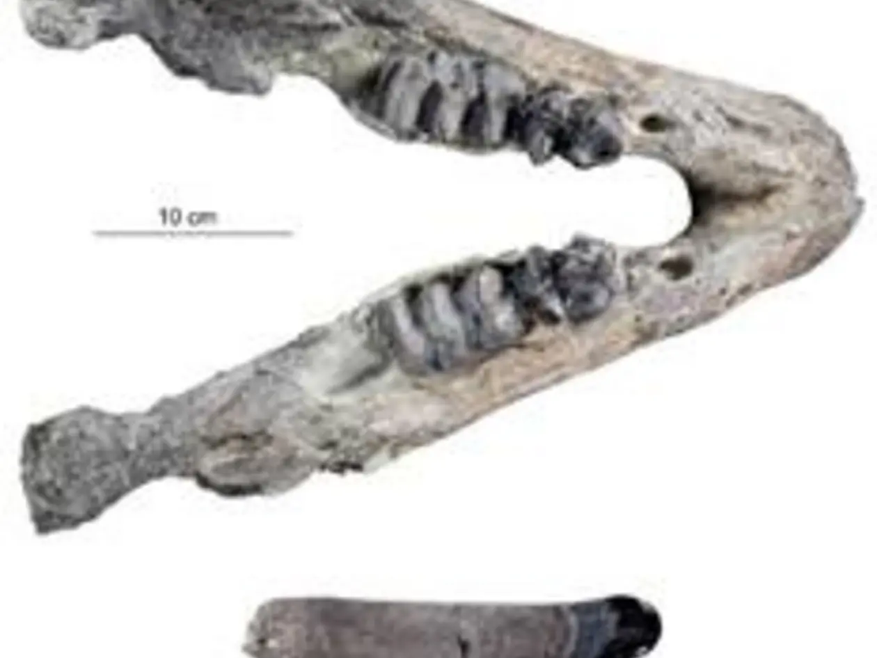 Unterkieferknochen mit Milchzähnen (oben) und Milchhauer, dem unteren Stoßzahn, (unten) des jungen Deinotheren Deinotherium levius aus der Hammerschmiede.