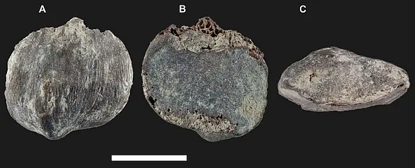 Three views of Buronius manfredschmidi’s left patella (A - from the front), B - from behind and C - from below). Scale bar corresponds to 10 mm.