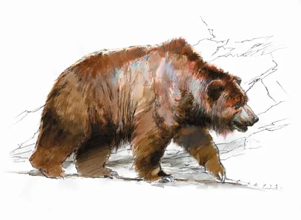 Cave bears could reach a length of more than three meters and a weight of more than one metric ton during the ice ages. During warm periods, as in Schöningen, they were somewhat smaller. 