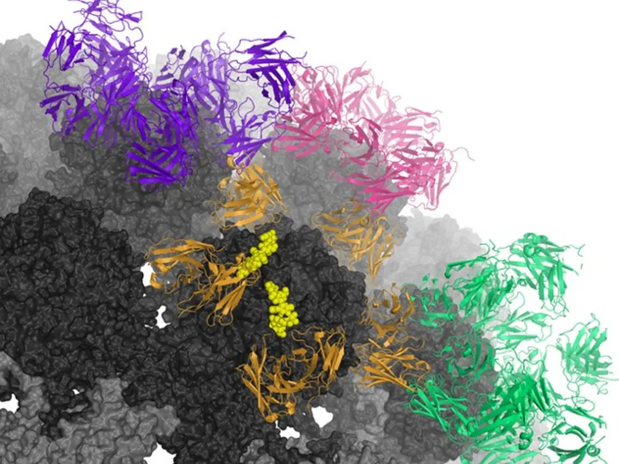 Künstlerische Darstellung des JC-Polyomavirus (schwarz) mit verschiedenen Antikörpern (farbig in Lila, Pink, Orange, Gelb und Grün) in wolkenartigen Strukturen.