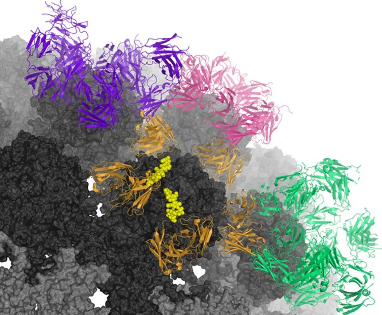 Artistic rendering of the JC polyomavirus (black) with various antibodies (colored purple, pink, orange, yellow, and green) in cloud-like structures.