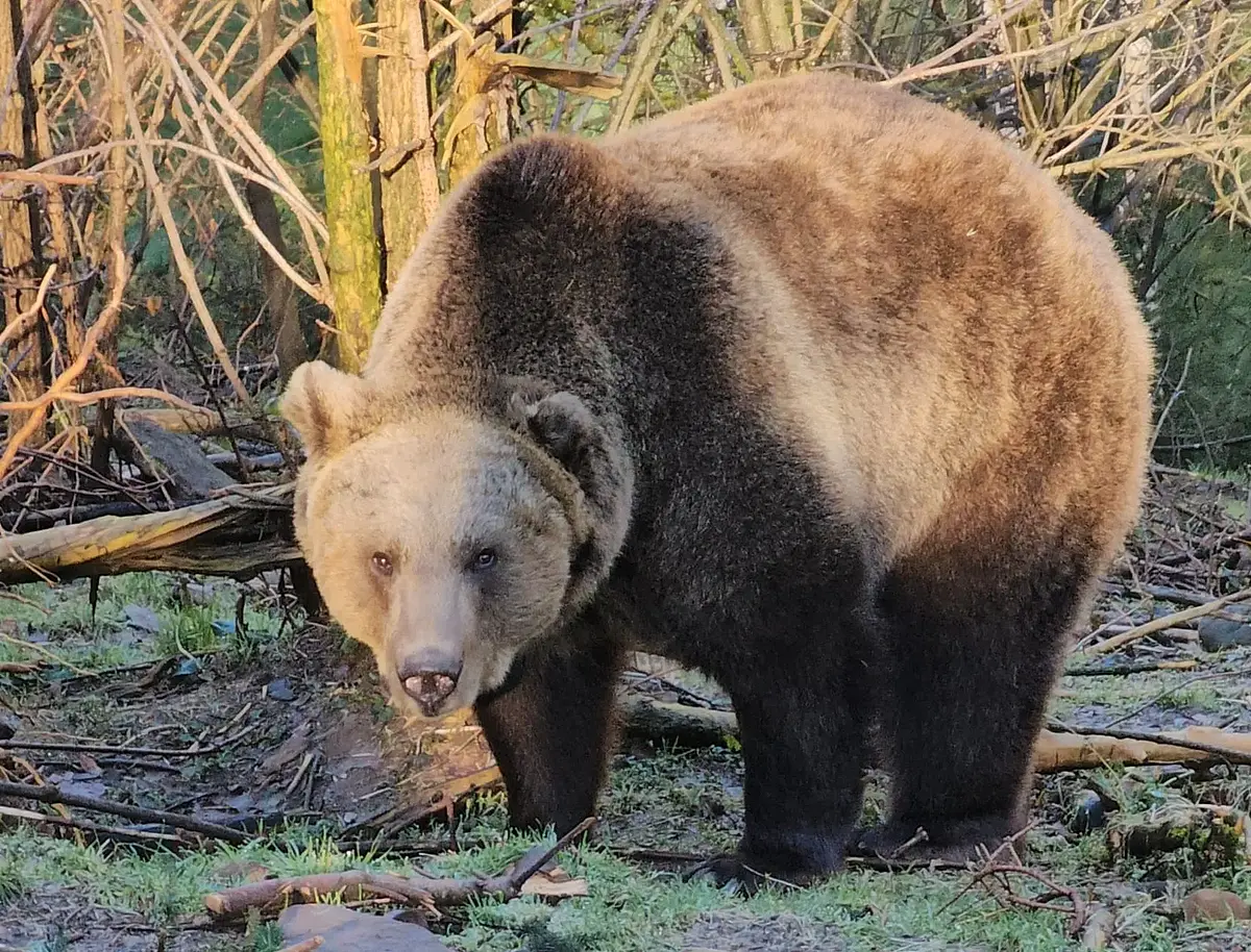 The sleepy bear