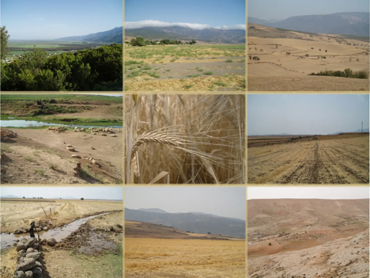 Probengebiete im Nahen Osten zur Studie über klimagesteuerte Veränderungen der landwirtschaftlichen Produktion im Laufe der vergangenen Jahrtausende. Obere Reihe von links nach rechts: Ghab-Tal (Syrien Anti-Libanon), Umgebung der eisenzeitlichen Fundstelle Zincirli, Hatay Provinz (Südost-Türkei) und das Umfeld der hethiterzeitlichen Siedlung Nerik (bei Samsun/Türkei); mittlere Reihe von links nach rechts: Bewässerungskanal unterhalb der archäologischen Fundstelle Tell Halaf (Nord-Syrien), Feld mit zweizeiliger Gerste und abgeerntetes Feld bei Zincirli (Hatay Provinz, Südost-Türkei); untere Reihe von links nach rechts: Bewässerungskanal bei Zincirli, Felder bei Zincirli und aride Landschaft mit Feld in der Jabroud Region (Südwest-Syrien). Fotos: Simone Riehl/Universität Tübingen