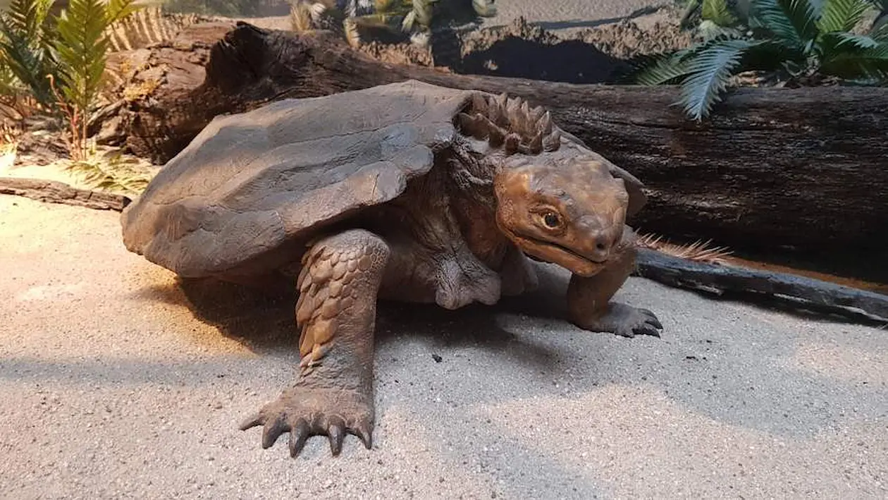 Reconstruction of the turtle Proganochelys quenstedti at Naturkundemuseum Stuttgart.