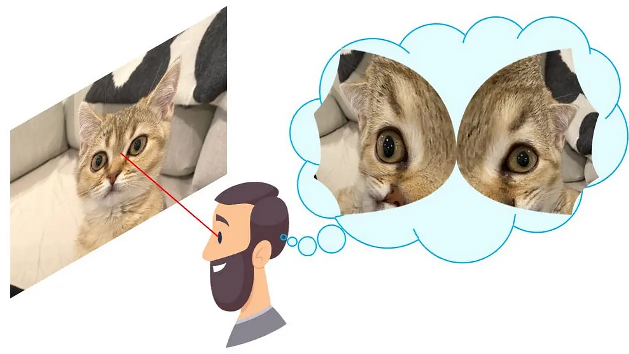 (l) im Bild ist eine Katze zu sehen. Ein Pfeil führt zum Auge eines Mannes, der es (r) verarbeitet und als Katze erkennt