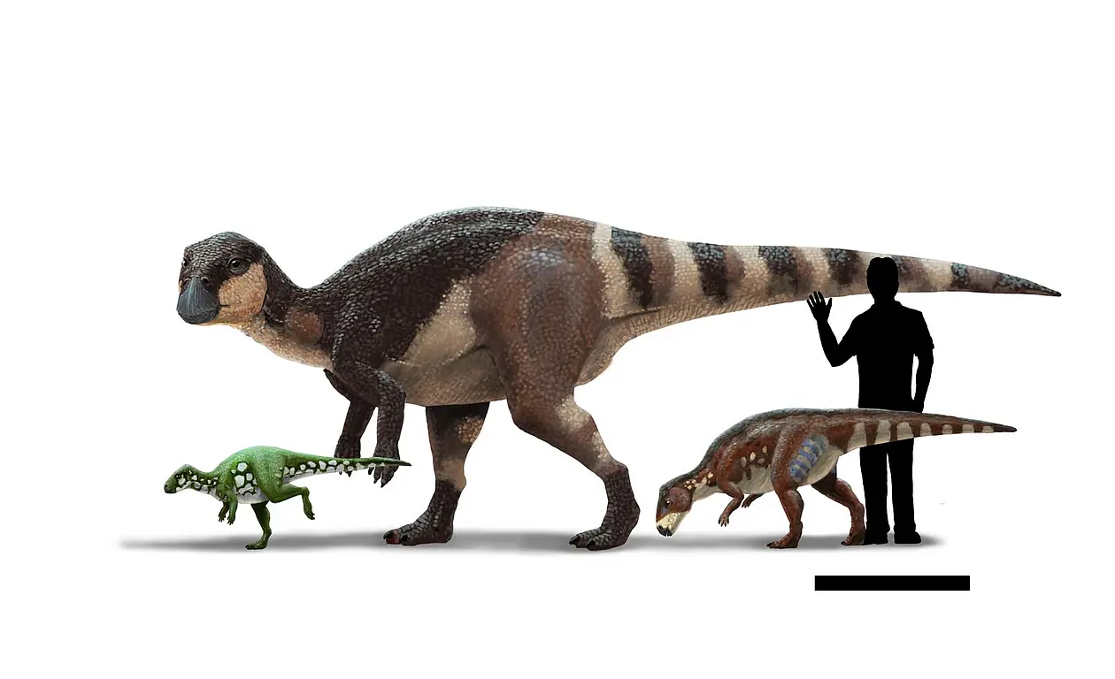 Illustrations of three dinosaurs of different sizes compared with a human silhouette