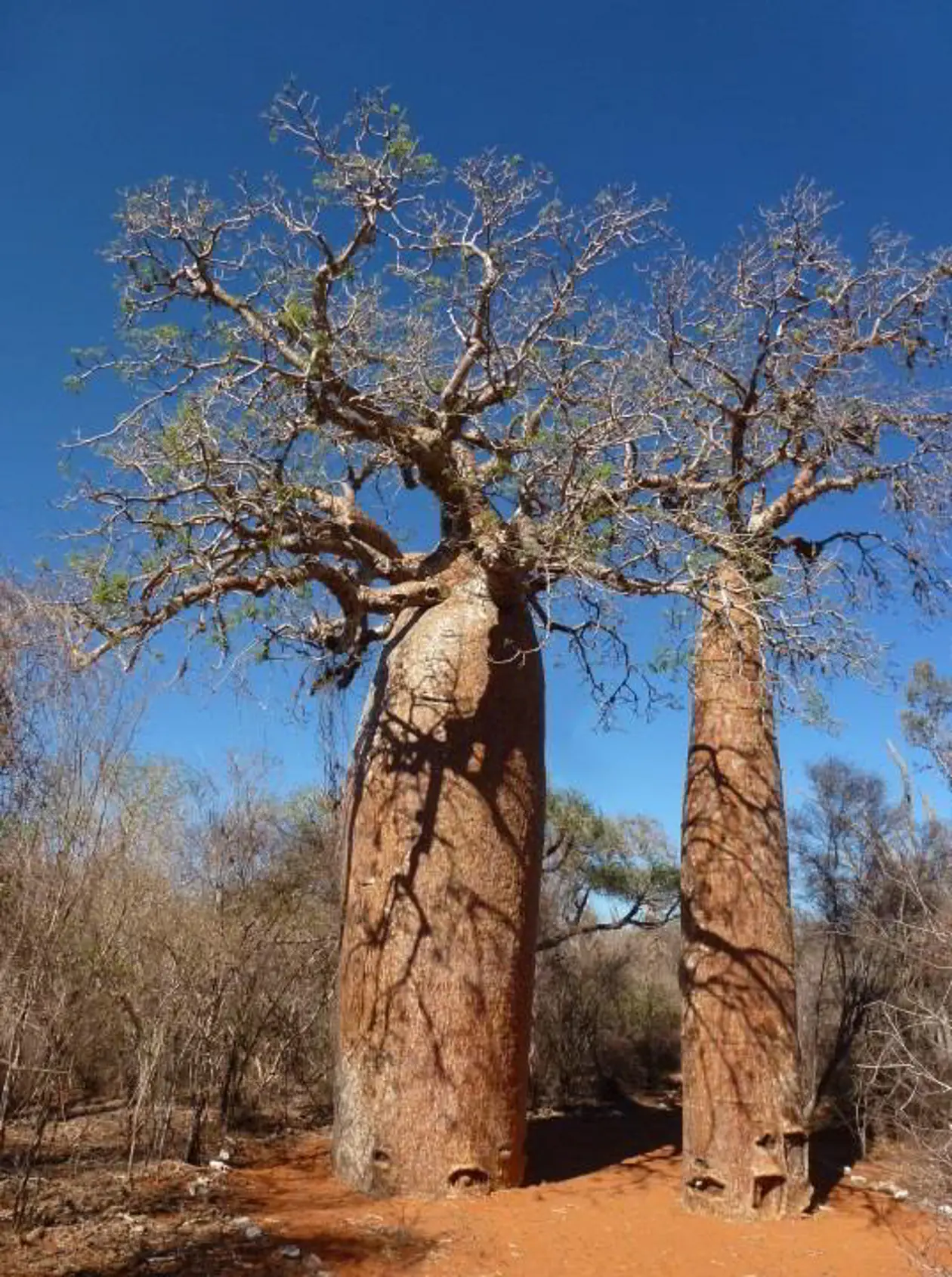 Baobabs im Dornenbuschwald auf Madagaskar. Foto: © Brigitte Fiebig