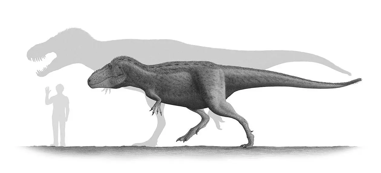 Two specimens of Tarbosaurus bataar (one subadult and one full adult) with a human for Scale.
