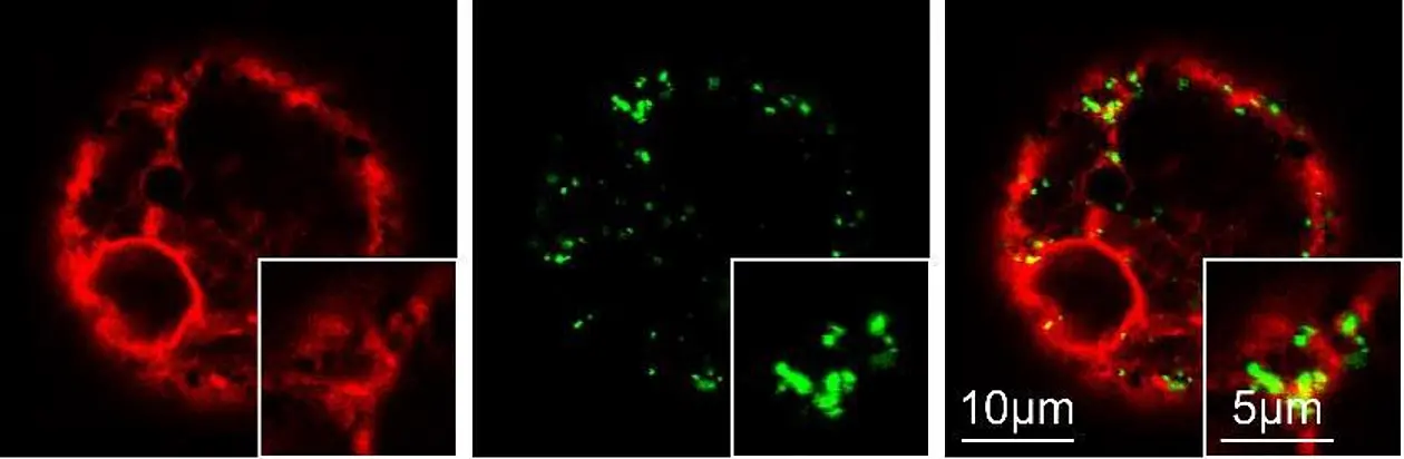 Fluoreszenzmikroskopische Aufnahme einer Tabakzelle. Links: Rot dargestellt sind die Signale eines rot fluoreszierenden Markerproteins für das endoplasmatische Retikulum (ER), dem Bildungsort von Proteinen für den sekretorischen und vakuolären Transportweg. Mitte: Grün dargestellt sind die grün fluoreszierenden Signale der im TGN/EE markierten rezyklierenden vakuolären Sortierungsrezeptoren derselben (links gezeigten) . Rechts: Überlagerte Darstellung der roten und grünen Signale der untersuchten Zelle zur Veranschaulichung der Lage der unterschiedlichen Signale. Abbildung: Peter Pimpl/SUSTech Shenzhen, China