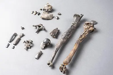 The 21 bones of the most complete partial skeleton of a male Danuvius
