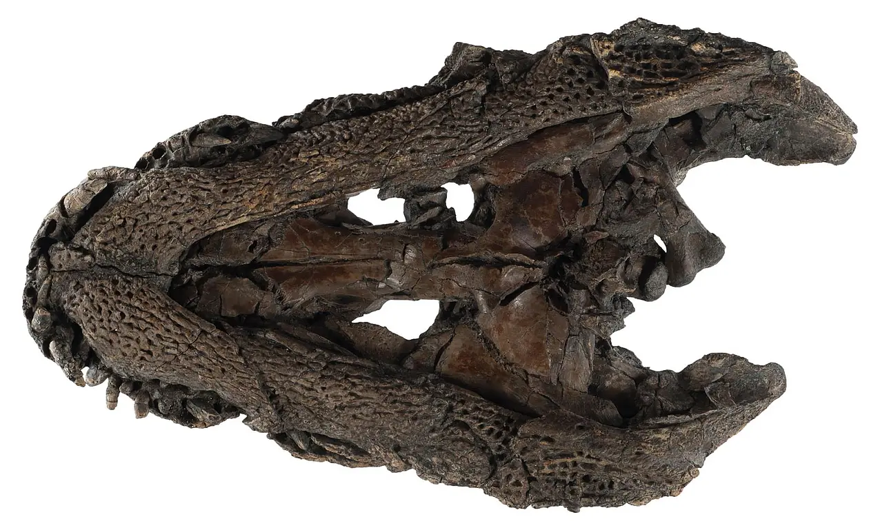Gut erhaltener Schädel von Orientalosuchus naduongensis