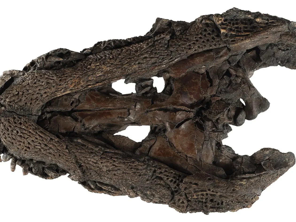 Gut erhaltener Schädel von Orientalosuchus naduongensis
