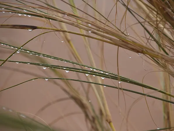 The fog-absorbing grass constitutes an important ecological niche – the so-called “fog plant oases.” 