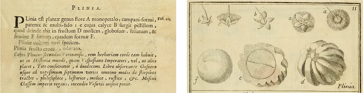 Die Abbildung zeigt zwei Ausschnitte aus Plumiers "Nova plantarum Americanarum genera". Der linke Ausschnitt präsentiert die Gattungsbeschreibung, in lateinischer Sprache gedruckt, der rechte Ausschnitt zeigt die Kupferstiche zur Plinia und ihrer Fruchtbildung.