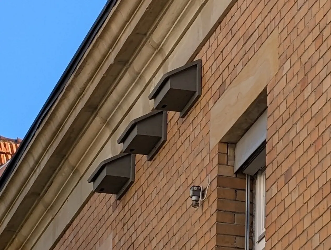 Foto Außenansicht Gebäude mit drei Nistkästen unterhalb der Dachkante