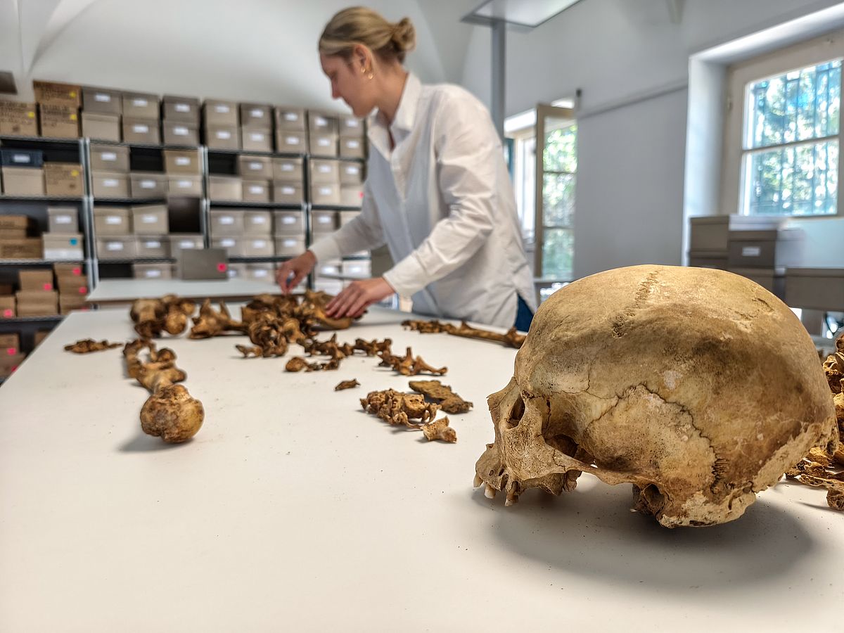  A woman is standing at a table, examining a skeleton that lies disassembled in front of her.