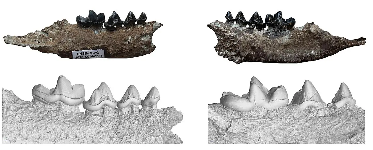 Two fossil part of the lower jaw of an otter, together with a detailed scan image
