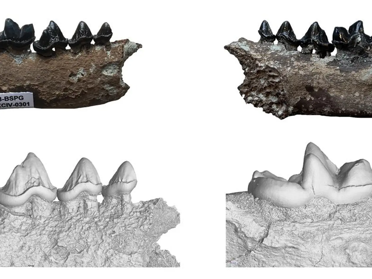 Zwei fossile Teile eines Otter-Unterkiefers, dazu jeweils eine Detailansicht aus einem Scan