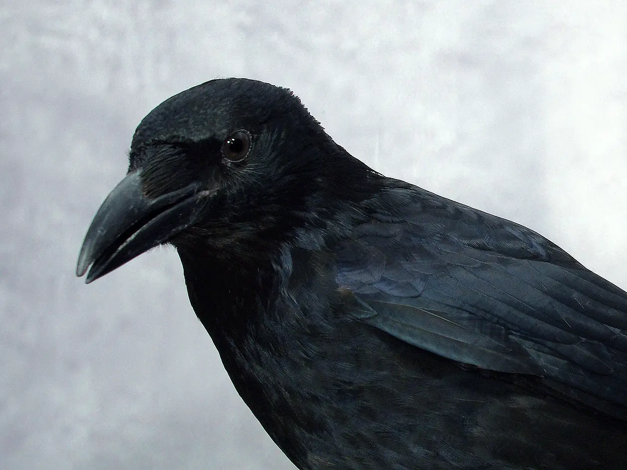 Eine schwarze Krähe