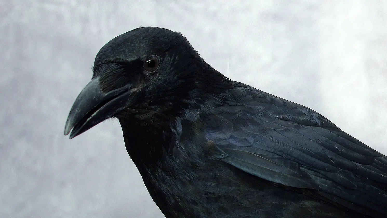 Eine schwarze Krähe