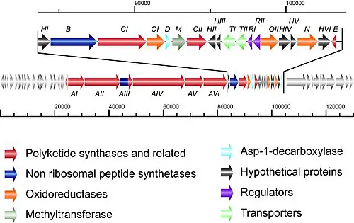 kirromycin biosynthetic gene cluster