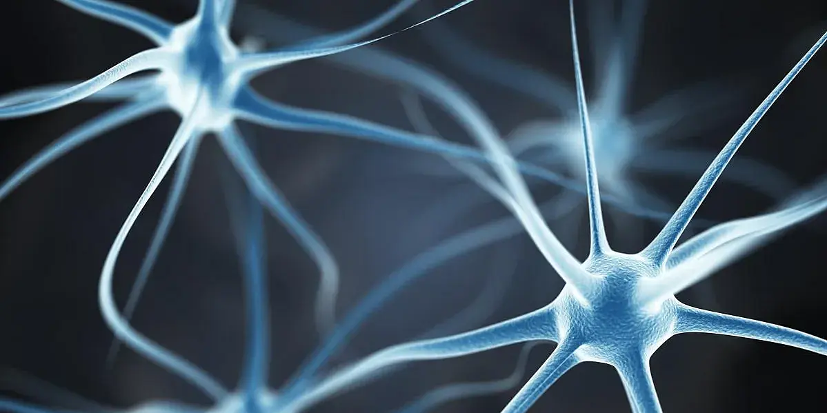Neurons in the brain
