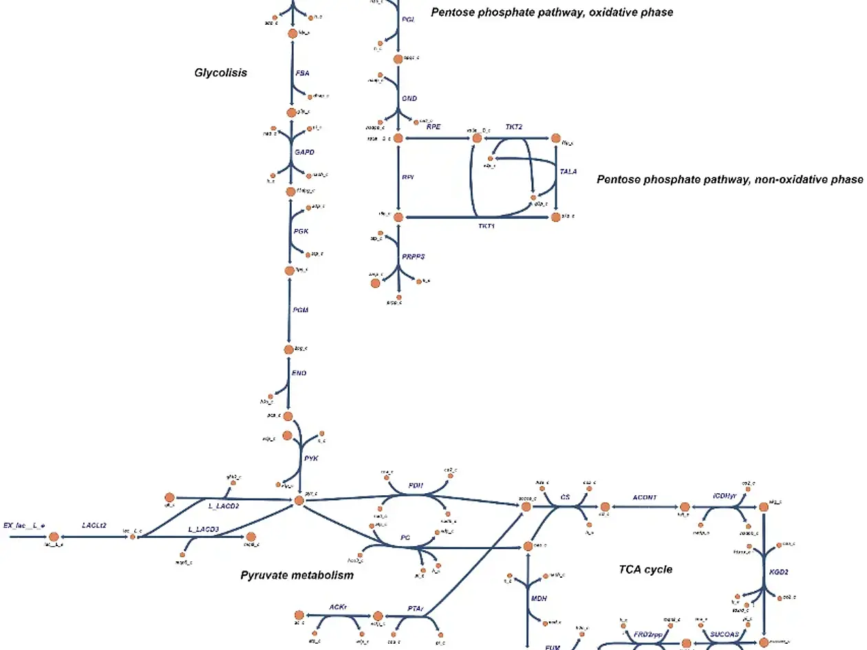 Wichtige metabolische Stoffwechselwege in Corynebacterium simulans 