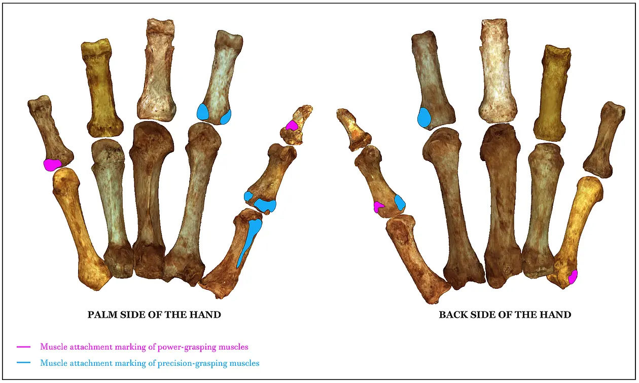Muscle attachment markings for power grips (pink) and precision grips (blue).