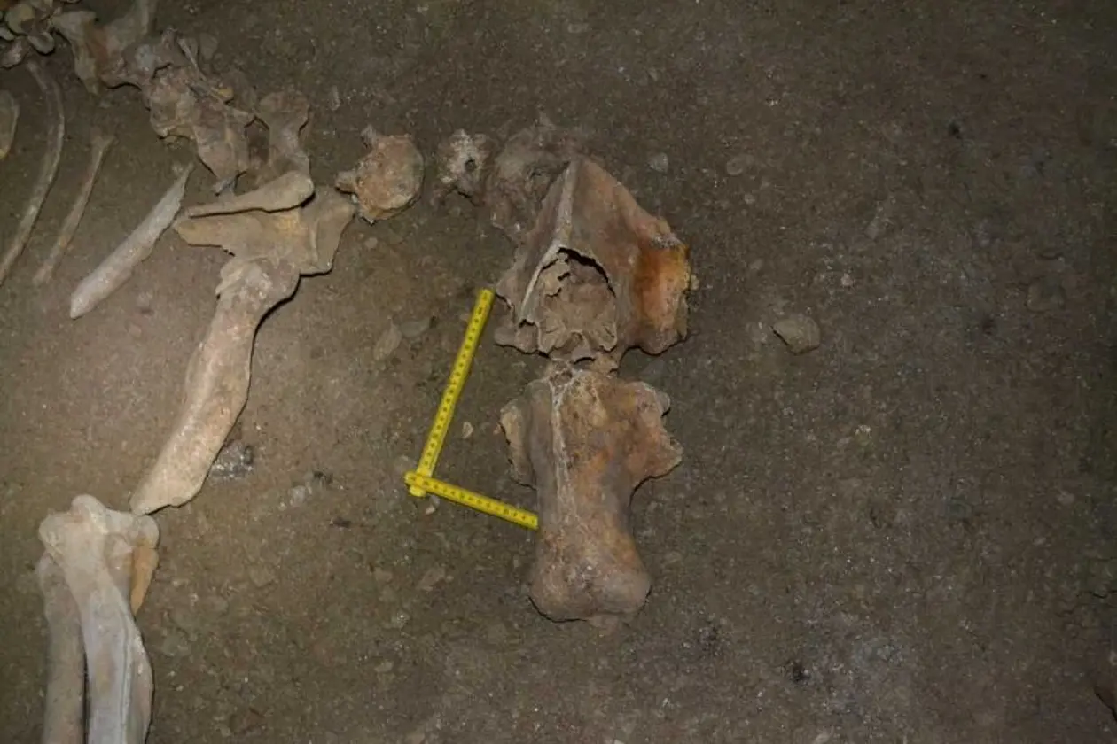 Cave bear fossils in one of the caves examined in Romania.